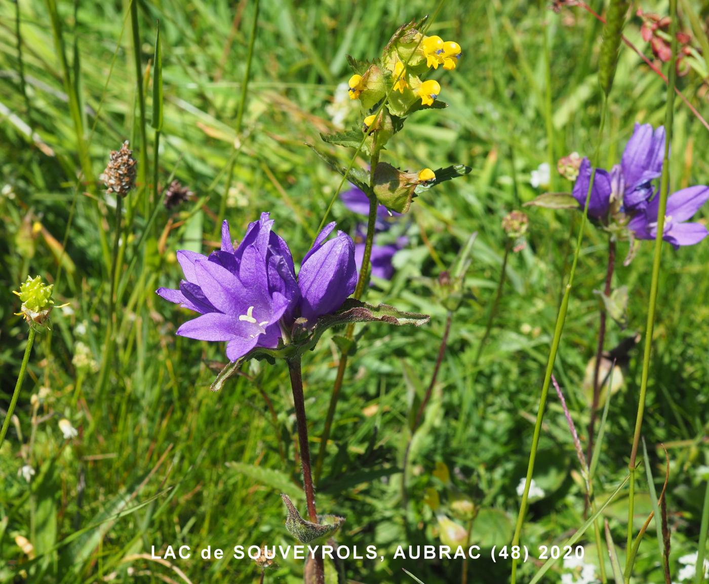 Bellflower, Clustered flower